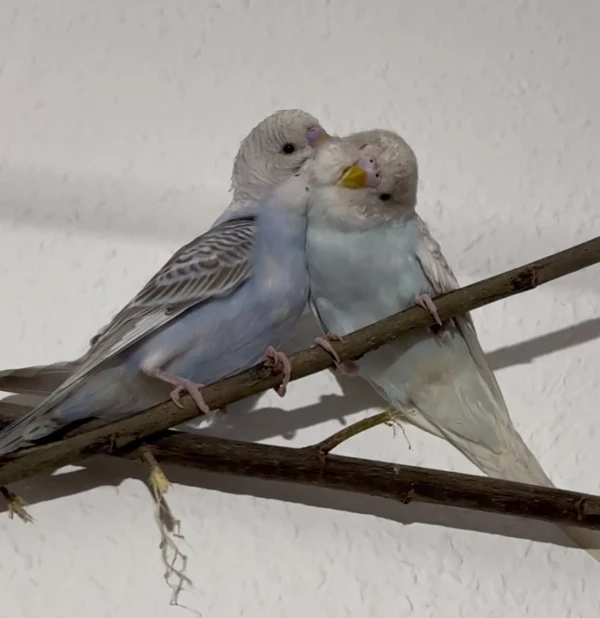 Wellensittich-Bild: Zwei Vögel putzen sich