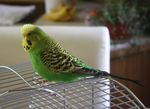 Wellensittich-Bild: Die kleine Zicke mal ganz lieb. 