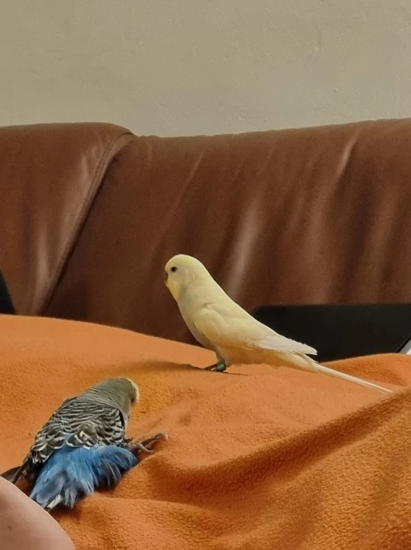 Wellensittich-Bild: Mal mutig und geguckt wo Seppi so rumklettert