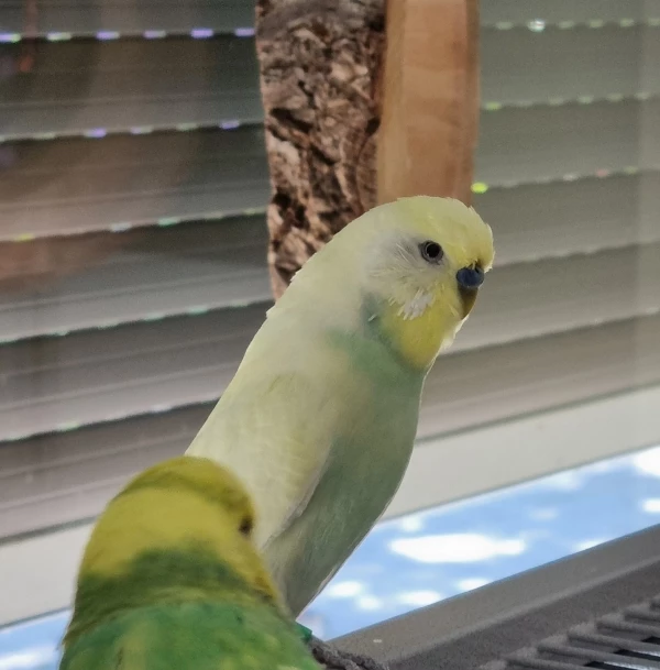 Wellensittich-Bild: Paulchen mag es gar nicht fotografiert zu werden.