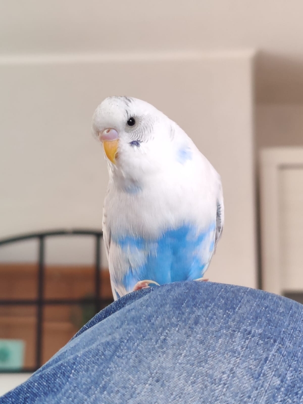 PHPSESSID