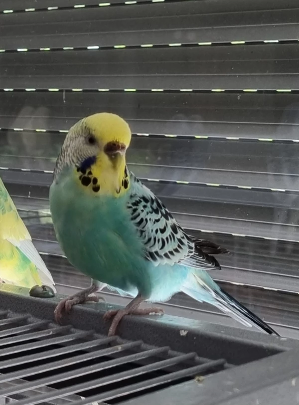 Wellensittich-Bild: Ich bin neu hier und war überrascht das mehr als ein Vogel als möglicher Freund da sind. 