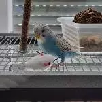 Unser Mäusejäger