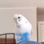 Fritzchen  nie vergessen 