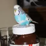 Jimmy beim Frühstück 