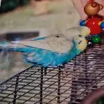 Missy mit seinem Lieblingsspielzeug