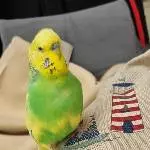 Hansi muss alles im Blick haben 