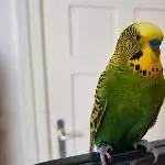 Hanni aus Hamburg