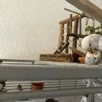 Die Brüder Balou und Baghira