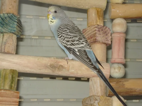 Wellensittich-Bild: Smokey ist einfach ein lieber Schatz. Leider wurde im Dezember 2018ein Lebertumor diagnostiziert, es geht ihm derzeit aber noch gut.
