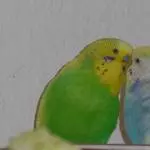 Charlie und Benjii