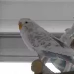 Wölkchen