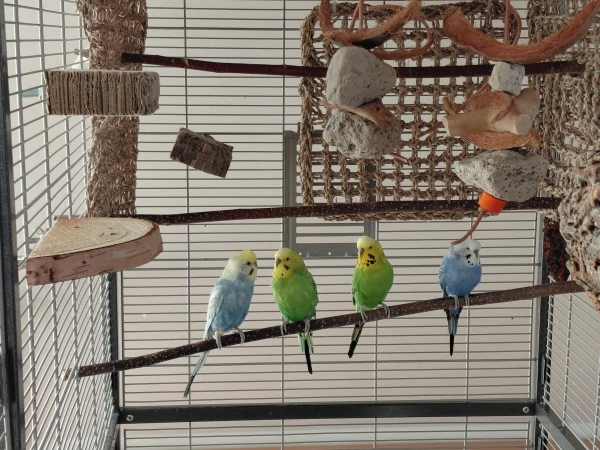 Unsere Junggesellen Gang
