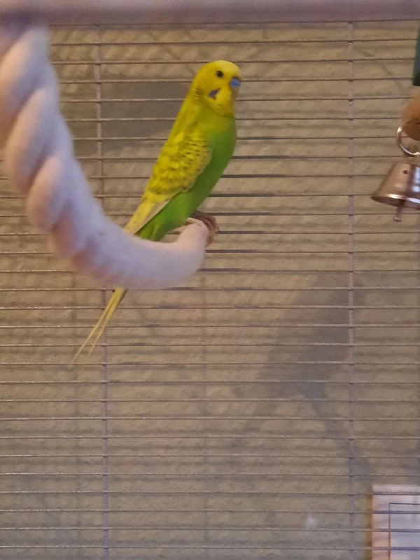 Wellensittich-Bild: Tweety ist sehr ängstlich und fliegt sofort weg, sobald man ihm näher kommt. Daher ist es ein wunder, wenn er mal lange genug still sitzt das man ein Bild machen kann.