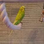 Der scheue Tweety