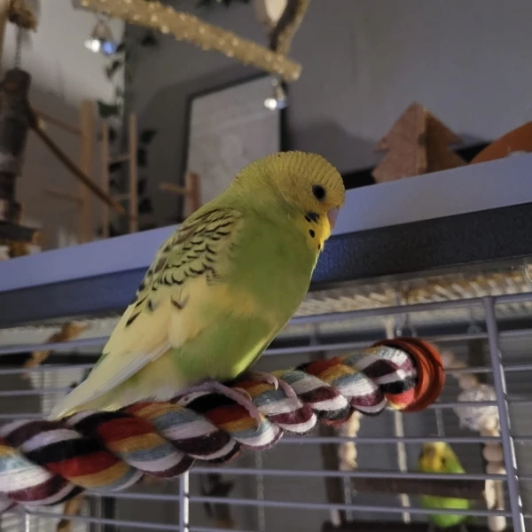 Wellensittich-Bild: Den kleinen Racker mal allein zu erwischen ist gar nicht so leicht. Der soziale kleine Mann ist fast nie allein :)
