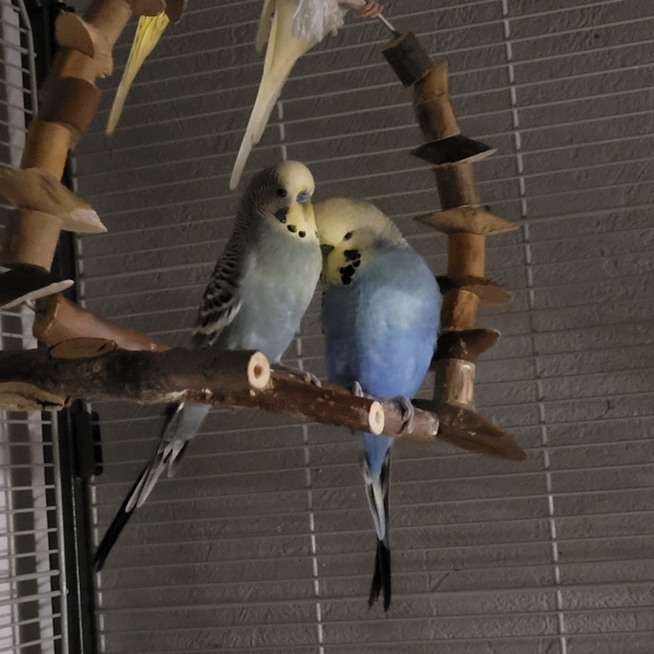 PHPSESSID