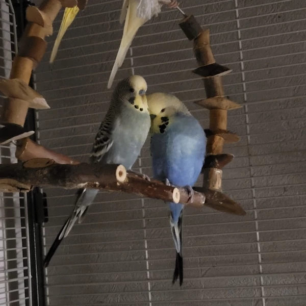 Wellensittich-Bild: Mein schüchterner kleiner Jarvis mit meinem sanften Riesen Terrode. Einfach ein Traumpaar die beiden Jungs :)