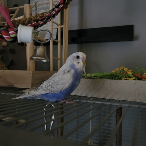 Nik