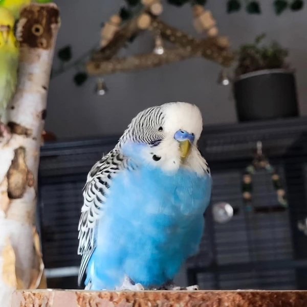 Wellensittich-Bild: So ein flauschiger kleiner Mann :)