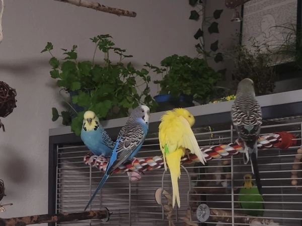 Wellensittich-Bild: Tequila war mal wieder nicht vorbereitet. Ob man Four ansieht, dass er etwas introvertiert ist ? Wenn ich ein Vogel wäre wäre Four (zweiter von links) mein Spiritanimal
