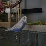 Nik 