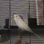 Honey zieht heute bei uns ein Willkommen zu Hause Schatz !