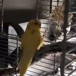 Tequila klingelt alle wach!