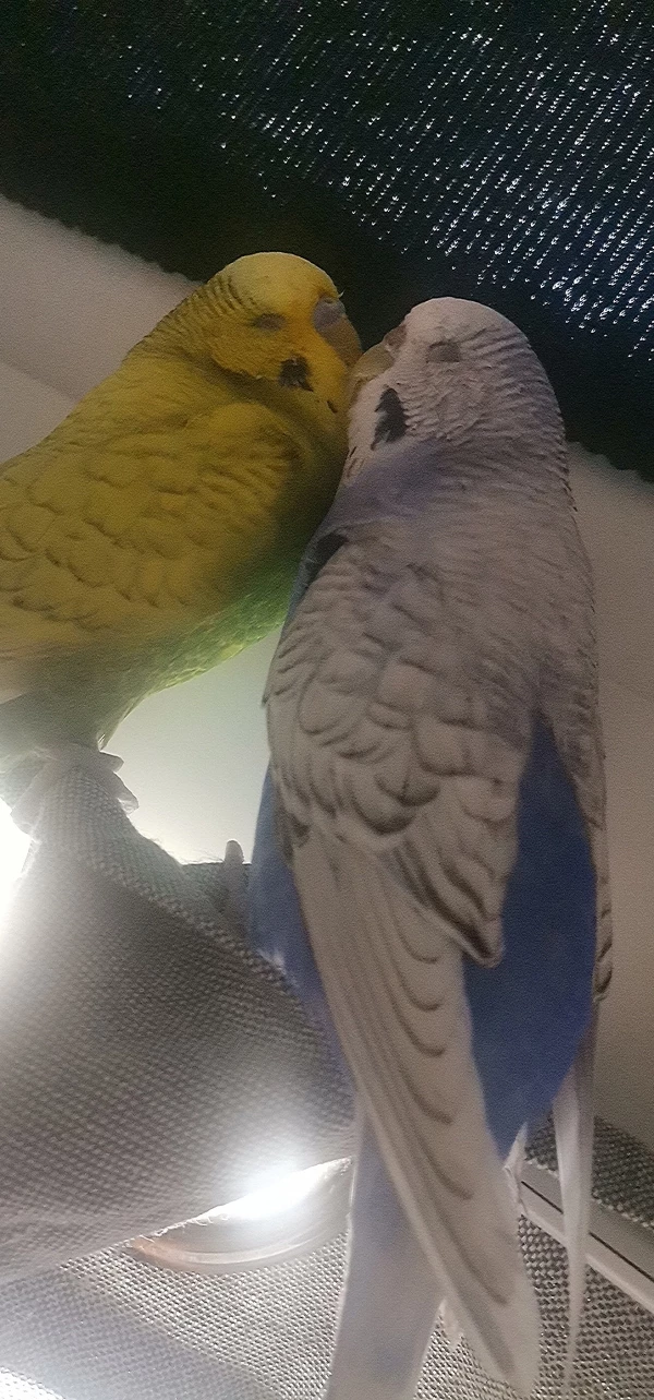 Wellensittich-Bild: Ich Liebe es wenn sie so schmusen, es ist einfach nur zu niedlich ❤️
