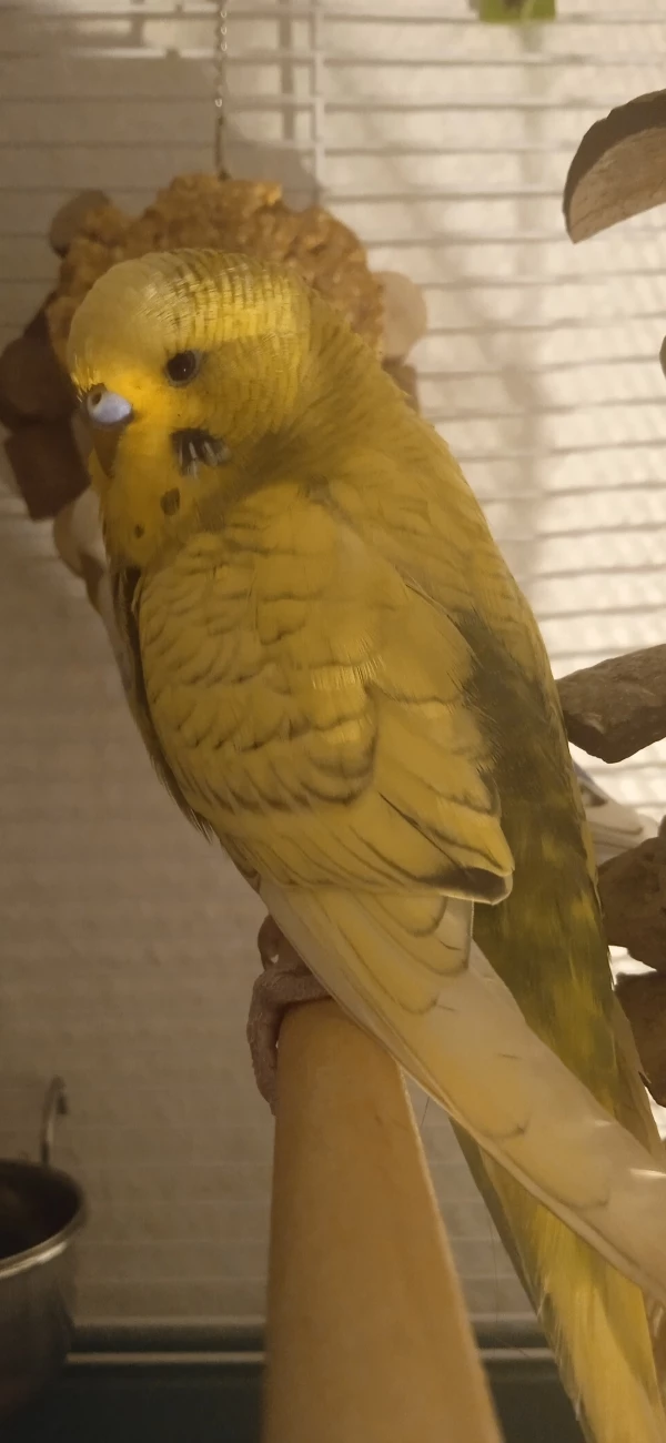 Wellensittich-Bild: Mein hübscher ❤️