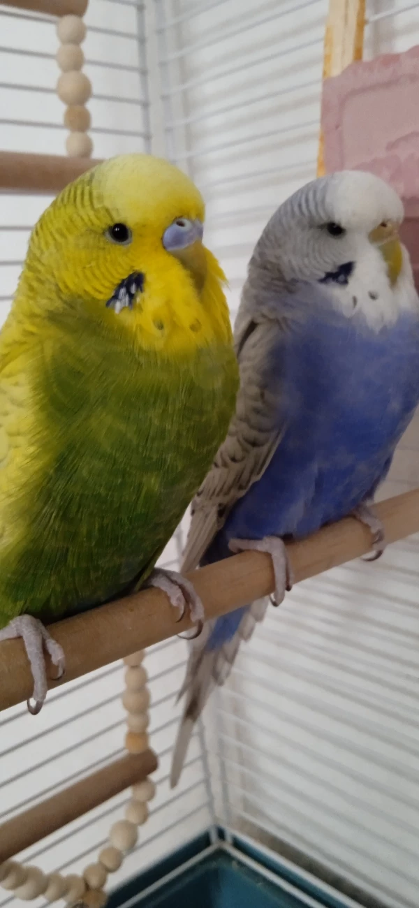 Wellensittich-Bild: Das sind meine beiden süßen, die beiden sind Geschwister und sind beide ein Jahr alt ❤️