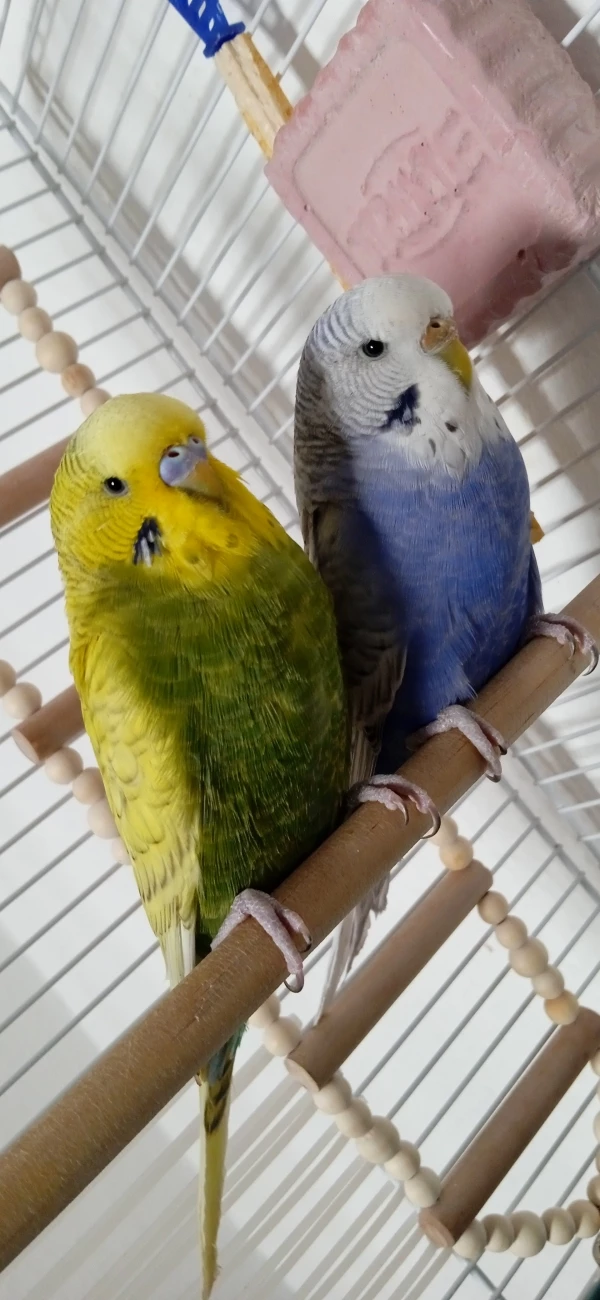 Wellensittich-Bild: (⁠♡⁠ω⁠♡⁠ ⁠)⁠ ⁠