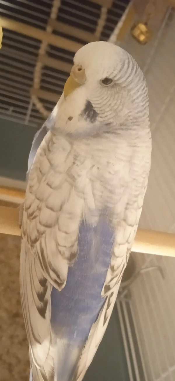 Wellensittich-Bild: Meine kleine Zicke? ❤️