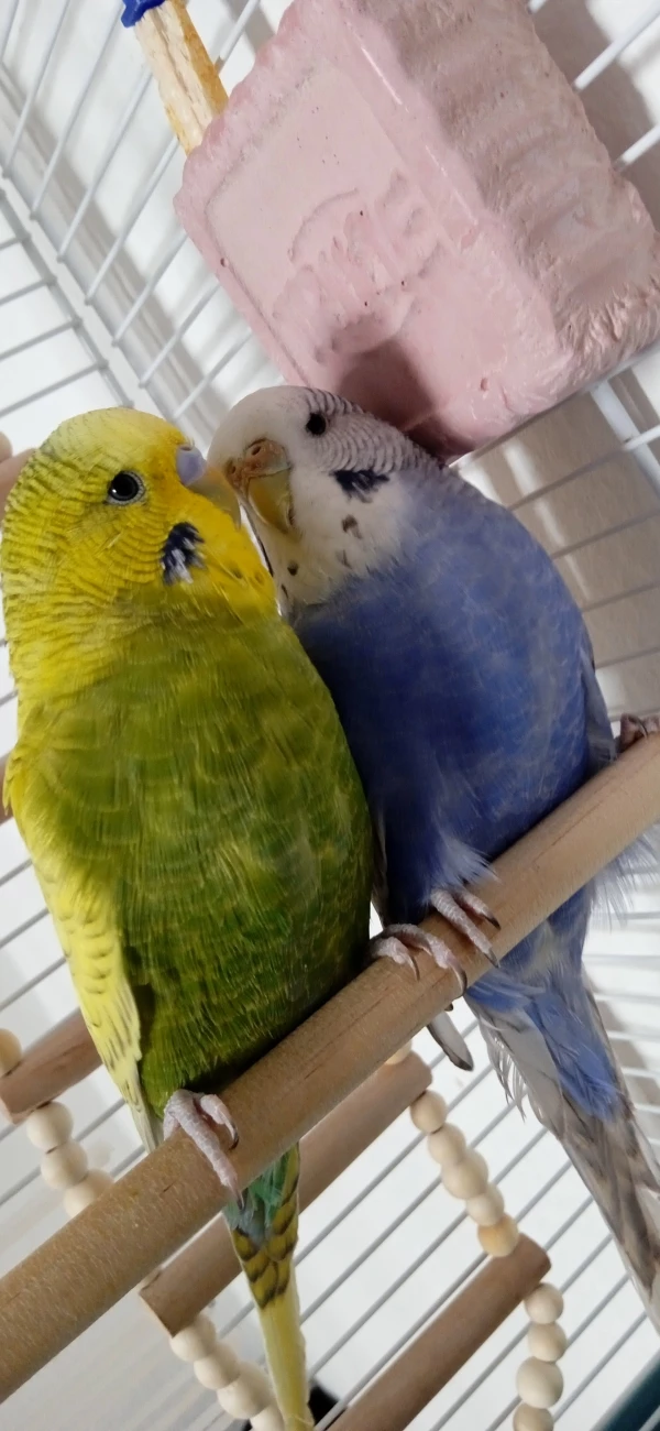 Wellensittich-Bild: ♡