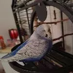 Floeckchen 