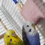Lieb sie