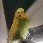 Yoshi ❤️