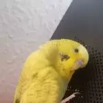 Yoshi❤️
