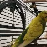 Süß 
