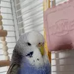 Meine Kleine Zicke