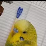 Yoshi love