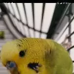 Diese Äuglein 