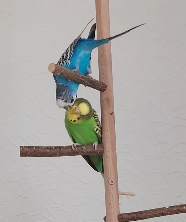 Wellensittich-Bild: Er hat sie lieb
