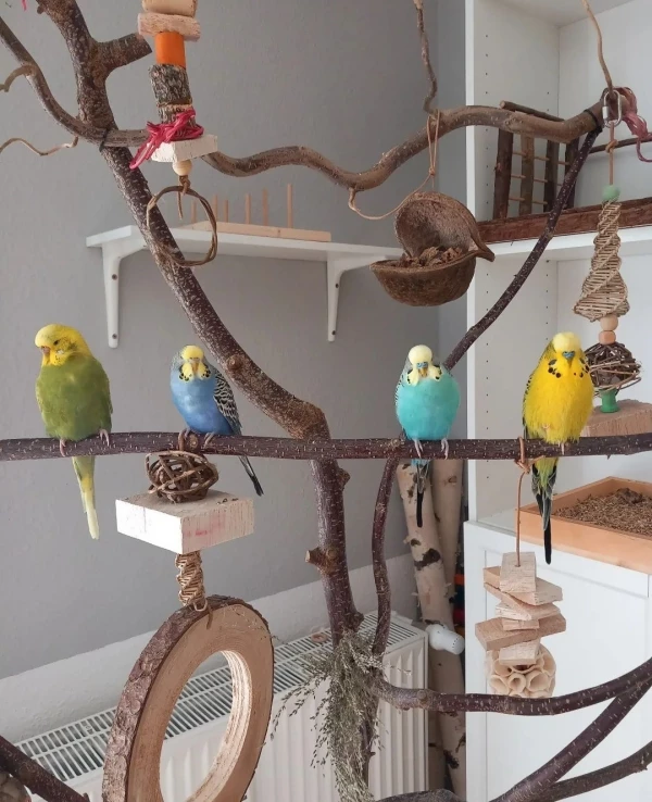 Wellensittich-Bild: Grace, Malou, Blue und Quin