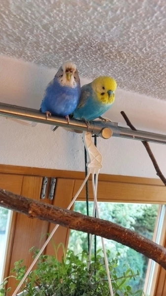 Wellensittich-Bild: Unser Georgy ist vor 3 Tagen leider über den Regenbogen ins Welliland geflogen.