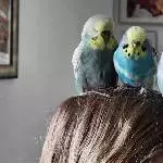 Head-Set