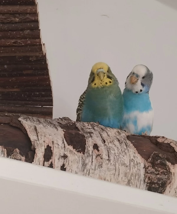 Wellensittich-Bild: So süß die Beiden ?