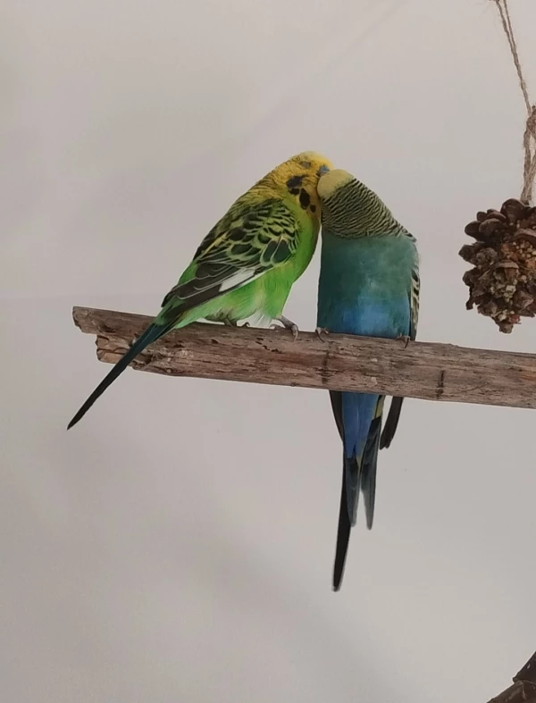 Wellensittich-Bild: Die Beiden sind so niedlich. Von klein an sind sie ein Pärchen und einfach unendlich süß.