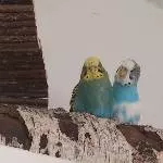 Mavi und Flecki