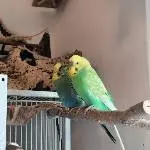Mavi und Neo